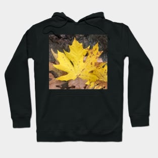 Fall is in the Air Hoodie